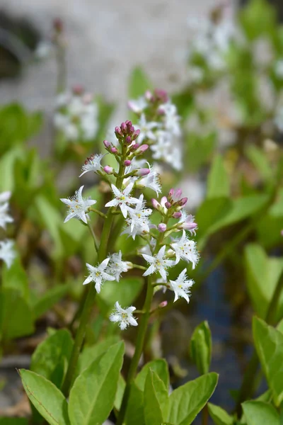 Common Bogbean Flowers Latin Name Menyanthes Trifoliata — Stock Photo, Image