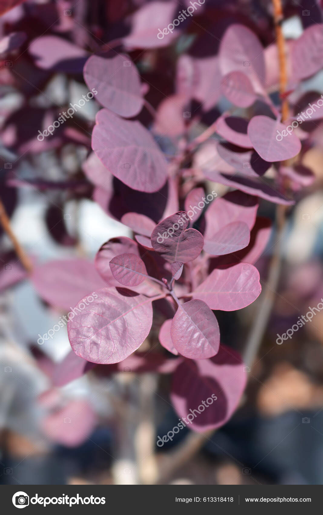 Árvore Fumo Folhas Roxas Reais Nome Latino Cotinus Coggygria Royal — Foto ©  nahhan #613318418, image size:1067x1700