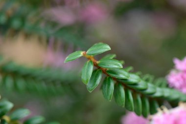 Yeşil yapraklı pembe pirinç dalı - Latince adı - Pimelea ferruginea