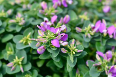 Myrtle-leaf milkwort çiçekleri - Latince adı - Polygala myrtifolia