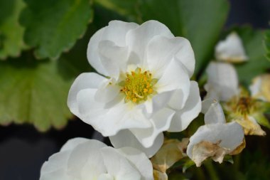 Çilekli Yaz Esintisi Kar Çiçekleri - Latince adı - Fragaria Yaz Esintisi Kar