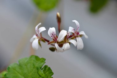 Elma kokulu sardunya çiçekleri - Latince adı - Pelargonium x Fragrans