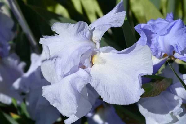 Iris Barbuto Alto Fiori Zaffiro Blu Nome Latino Iris Barbata — Foto Stock