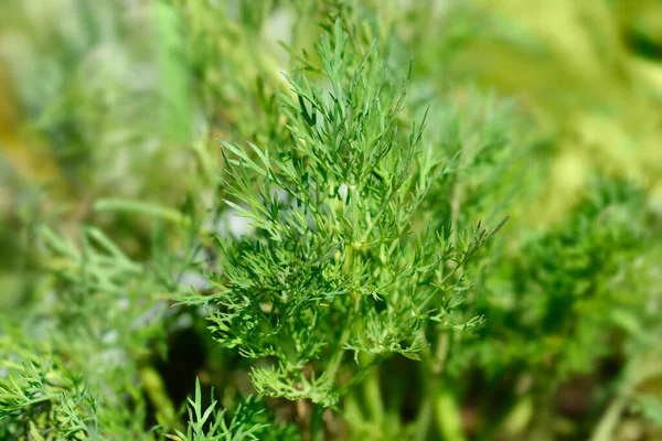Dill Green Leaves Latin Name Anethum Graveolens — Stock Photo, Image