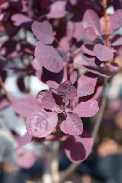 Smoke Tree Royal Purple Leaves Latin Name Cotinus Coggygria Royal — Stock Photo, Image