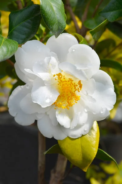 Camellia Λευκό Λουλούδι Λατινική Ονομασία Camellia Japonica — Φωτογραφία Αρχείου