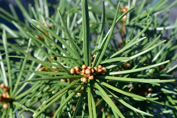 Japanese Umbrella Pine Branch Latin Name Sciadopitys Verticillata — Stock Photo, Image