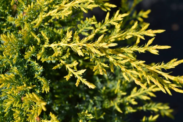 Wacholder Goldsternzweige Lateinischer Name Juniperus Media Goldstern — Stockfoto