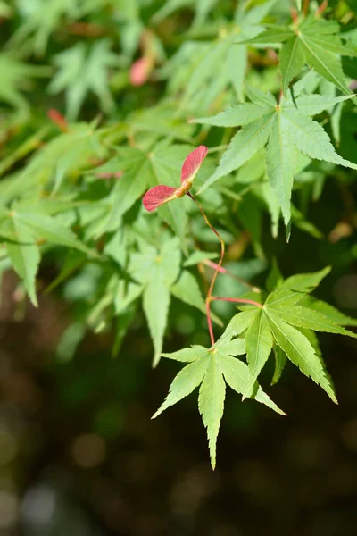 Ramo Acero Giapponese Con Foglie Semi Nome Latino Acer Palmatum — Foto Stock