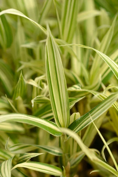 Hojas Bambú Rayas Blancas Enanas Nombre Latino Pleioblastus Fortunei Variegata —  Fotos de Stock