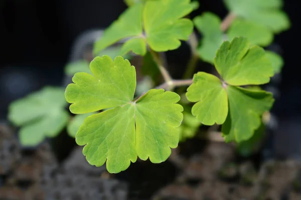 Kolumna Biedermeier Liście Nazwa Łacińska Aquilegia Biedermeier — Zdjęcie stockowe