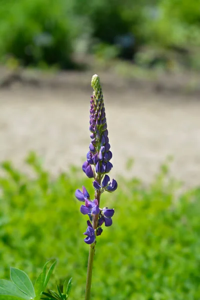 Flores Altramuz Hoja Grande Nombre Latino Lupinus Polyphyllus — Foto de Stock