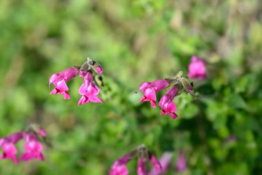 Bebek bilge pembe allık - Latince adı - Salvia microphylla Pembe allık