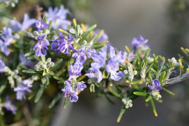 Sürünme Rosemary-Latince adı-rosmarinus officinalis Prostratus