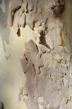 London plane bark detail - Latin name - Platanus x hispanica