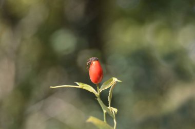 Kırmızı meyveli köpek gülü - Latince adı - Rosa canina