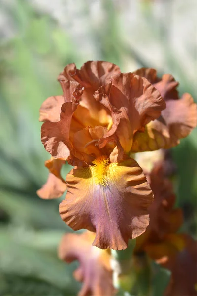 Lange Bebaarde Iris Chippendale Bloem Latijnse Naam Iris Barbata Elatior — Stockfoto