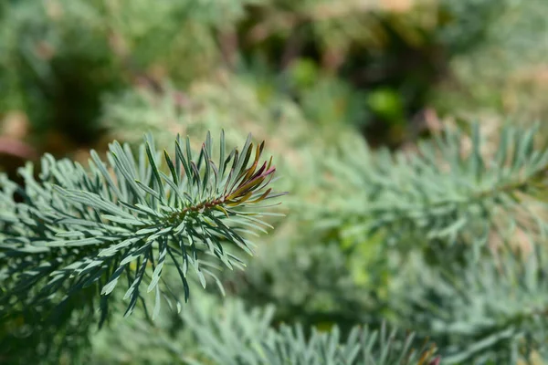 Cypress Spurge Fens Ruby Leaves Latin Name Euphorbia Cyparissias Fens — Stock Photo, Image