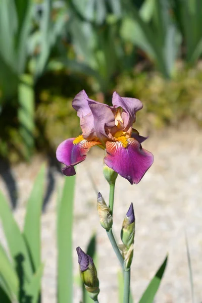 수염을 Nombolt Flower 라틴어 Iris Barbata Elatior Depute Nombolt — 스톡 사진