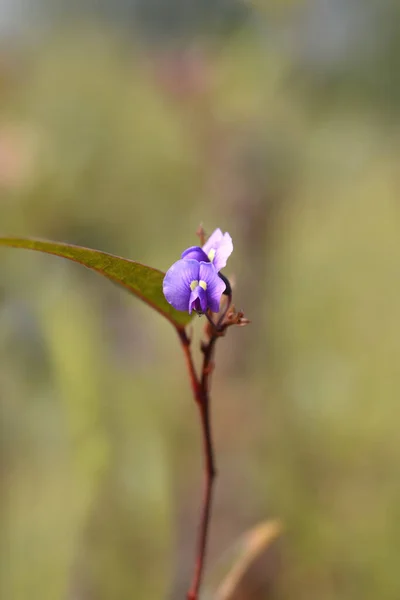 Ложные Цветы Сарсапарилья Латинское Название Hardenbergia Violacea — стоковое фото