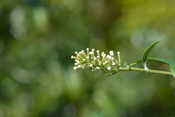 Lato Liliowe Białe Pąki Kwiatowe Łacińska Nazwa Buddleja Davidii — Zdjęcie stockowe
