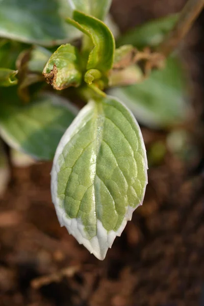 Hydrangea Macrophylla Light Day Bahasa Indonesia Cahaya Hari — Stok Foto