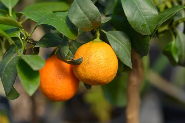 果实累累的红色酸橙树枝 拉丁文名 柑橘红色酸橙 — 图库照片