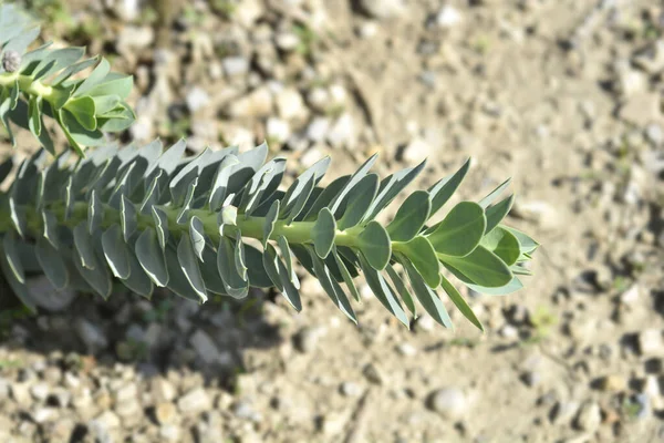 Hojas Arrayán Nombre Latino Euphorbia Myrsinites —  Fotos de Stock