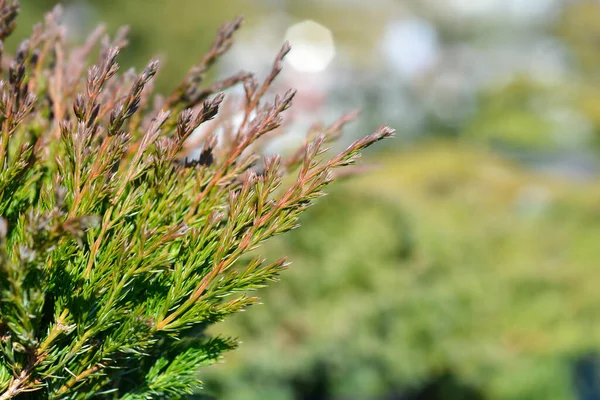 Ginepro Strisciante Andorra Ramo Compatto Nome Latino Juniperus Horizontalis Andorra — Foto Stock