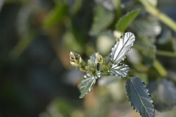 Flor Azul Rastejante Botões Flores Nome Latino Ceanothus Thyrsiflorus Var — Fotografia de Stock