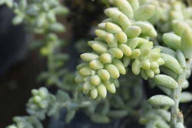 Burros kuyruğu - Latince adı - Sedum morganianum Burrito