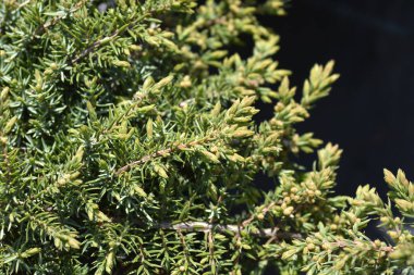 Juniper Yeşil Halı - Latince adı - Juniperus Communis Green Halı