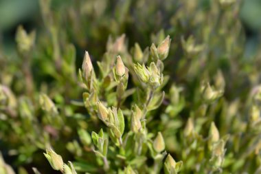 Dağ otları çiçek tomurcukları - Latince adı - Arenaria montana