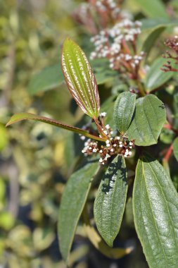 David viburnum yaprakları ve çiçek tomurcukları - Latince adı Viburnum davidii