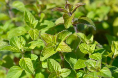 Genel marjoram yaprakları - Latince adı - Origanum vulgare