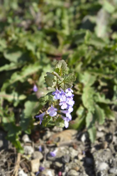 Kwiaty Bluszczu Ziemnego Nazwa Łacińska Glechoma Hederacea — Zdjęcie stockowe