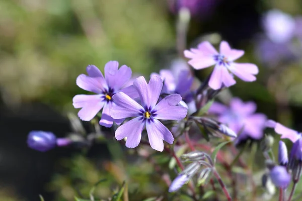 Creeping Phlox Purple Beauty Latin Name Phlox Subulata Purple Beauty — Stock Photo, Image