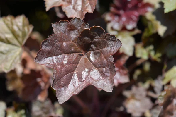 Coral Bells Stormy Seas leaves - Latin name - Heuchera Stormy Seas