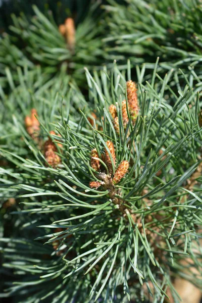 Scots Pine Chantry Blue Latin Name Pinus Sylvestris Chantry Blue — Stock Photo, Image