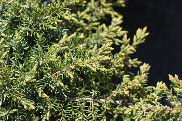 Boróka Zöld Szőnyeg Latin Név Juniperus Communis Zöld Szőnyeg — Stock Fotó