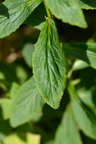 Great Blue Lobelia Leaves Latin Name Lobelia Siphilitica — Stock Photo, Image