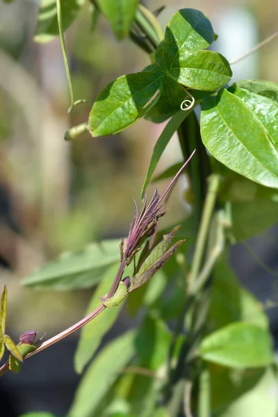 Folhas Flores Paixão Comum Nome Latino Passiflora Caerulea — Fotografia de Stock