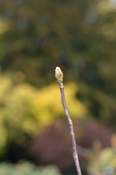 Çiçek Tomurcuklu Magnolia Susan Dalı Latince Adı Magnolia Susan — Stok fotoğraf