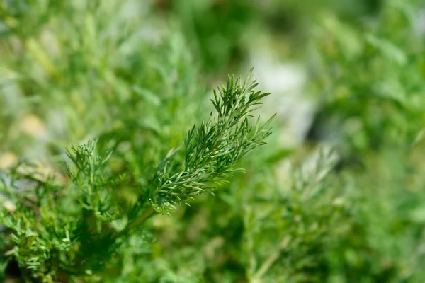 Dill Green Leaves Latin Name Anethum Graveolens — Stock Photo, Image