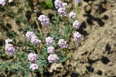 Pers taş çiçekleri - Latince adı - Aethionema grandiflorum