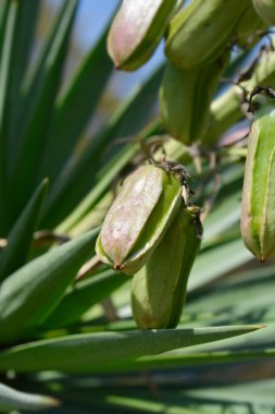 İspanyol süngüsü olgunlaşmamış meyve - Latince adı - Yucca aloifolia