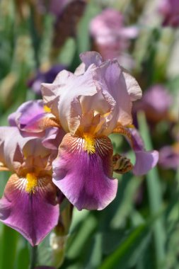 Uzun sakallı iris Nombolt Çiçekleri - Latince adı - Iris barbata elatior Vekili Nombolt