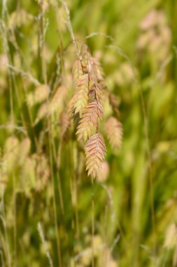 Kuzey Denizi Yulafı - Latince adı - Chasmanthium latifolium