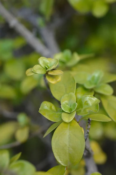 Feuilles Bush Miroir Nom Latin Coprosma Repens — Photo