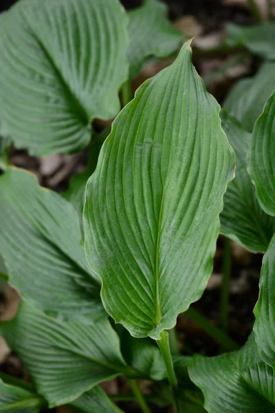 Листя Рок Хоста Латинська Назва Hosta Longipes — стокове фото